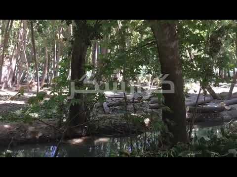 قطع درختان حاشیه رودخانه زاینده رود در باغ بهادران