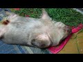 Wombat Cleopatra does dirt and passes out