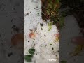 hiarai aplang thepo #funny