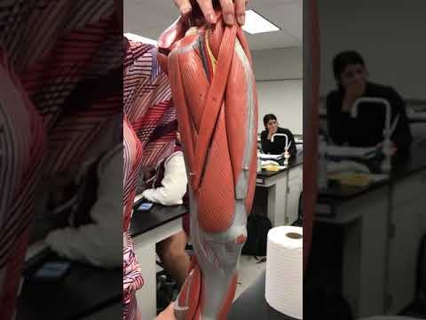 MUSCLES OF THE UPPER LEG!! - YouTube