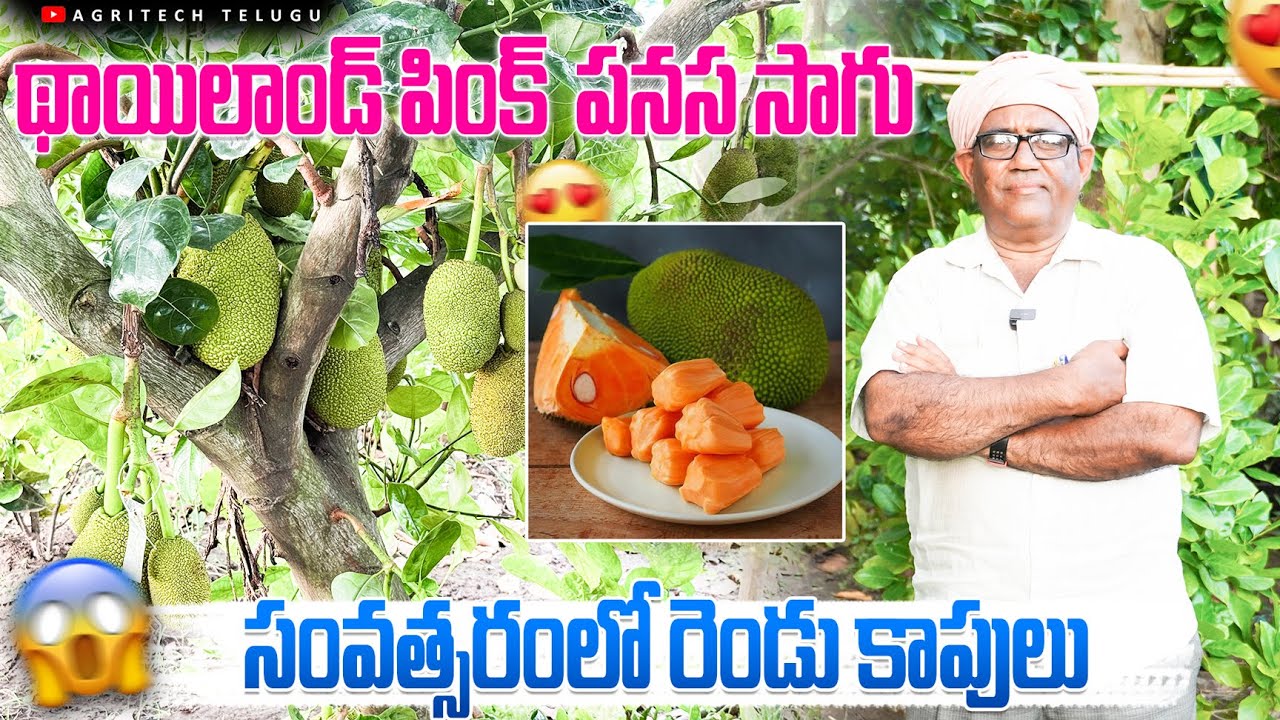 సంవత్సరానికి రెండు కాపులు వచ్చే పనస | Thailand Pink Jack fruit Farming | AgriTech Telugu