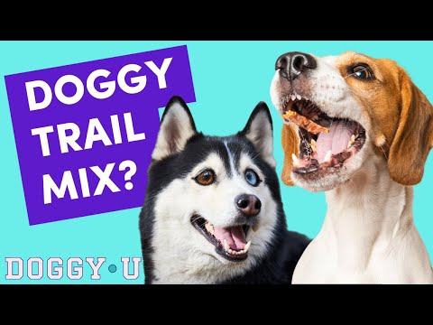 BEST Dog Training