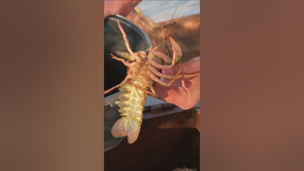 Catching crayfish in their natural habitat! Royal LQT YouTube