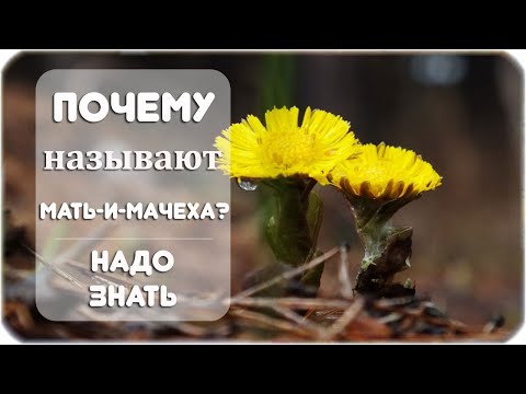 Почему растение назвали Мать-и-Мачеха?