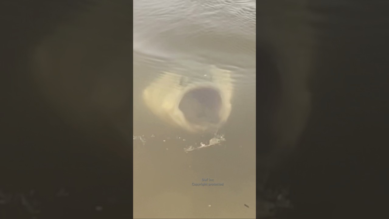 Murky water bass bite 