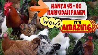 5 JENIS AYAM KAMPUNG PALING CEPAT PANEN DI INDONESIA