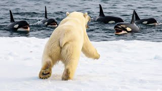 The Only 5 Animals That Could Defeat An Orca