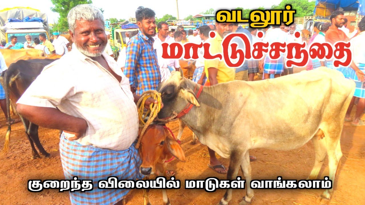 😱குறைந்த விலையில் மாடுகள் |வடலூர் மாட்டுச்சந்தை நிலவரம்❗️கறி மாடுகள் 😭vadalur maatusandhai cuddalore