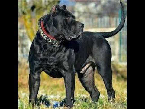 pakistani bully dog black