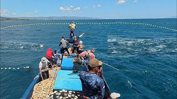 Pukat cincin, Gak di sangka dapat banyak ikan todak, luar biasa hasil tangkapan nelayan indonesia