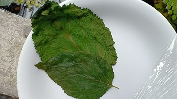 CHO TÉP CẢNH ĂN LÁ DÂU TẰM LUỘC SAU 3 NGÀY ĐƯỢC TRỮ TRONG NGĂN MÁT TỦ LẠNH