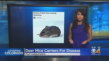 Beware Of Deer Mice, Hantavirus When Cleaning