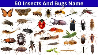 50 Insects and Bugs Name | Learn Insects and Bugs Name in English | Insects and Bugs Name for Kids