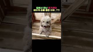 길에서 만난 유기견이 자꾸 어디론가 가자고 하는데...