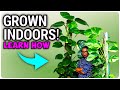 How to grow BIG leaves on plants | Everything you need to know to grow GIANT plants