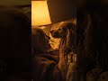 Peaceful Hearth Concentration 🛋️🏡 • Quiet Clarity | study, work, relax