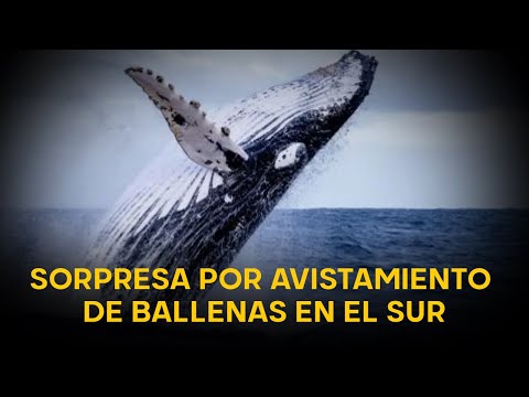 Avistamiento de ballenas en las playas del sur causa sorpresa pero su presencia no es normal