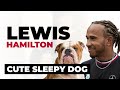 Formula 1 Driver Lewis Hamilton TEASING HIS SLEEPY DOG!