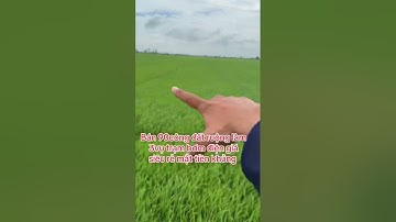 Bán 90công đất ruộng làm 3vụ trạm bơm điện giá siêu rẻ chỉ 80tr cho 1công tại huyện Tân Hưng Long an