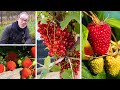 Growing Soft Fruits for Beginners