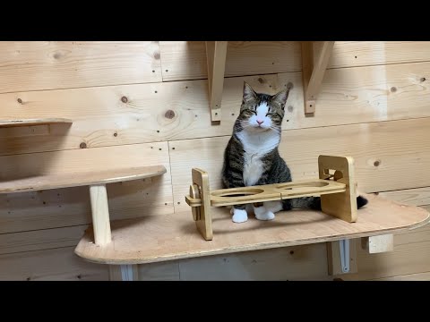 見ているだけで御利益がありそうな福顔の猫【今日のひのき】