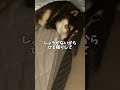 飼い主が帰ってきたと思ったら… #柴犬