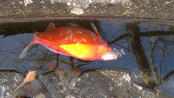 Unlucky fish at the UChicago Botany Pond
