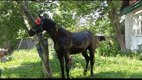 Обработка коня от кровососущих насекомых.