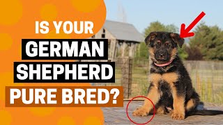 How to Identify a Pure Bred German Shepherd Puppy?
