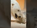 सफेद भालू पर दुनिया के सबसे सख्त कानून! 🐻‍❄️❄️