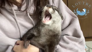 Otter singing a song!