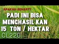 PADI POTENSI TINGGI CL220 November 2020
