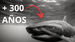 Los ANIMALES mas LONGEVOS del MUNDO by CurioZoo 342 views 1 month ago 8 minutes, 15 seconds