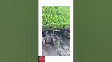 Máy Cấy Lúa Làm Việt Thay Thế Người Rất Hiệu quả .