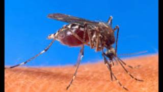 Artificial Mosquito Mating Sounds