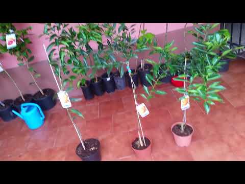 Video: Árbol de mandarina: cuidados en el hogar
