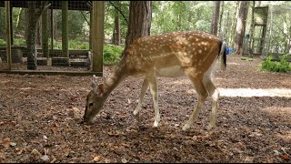 New Forest Wildlife Park