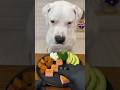 This Dog’s Manners Will Melt Your Heart ❤️🐕#dog #cat #eatingchallenge #food #pets