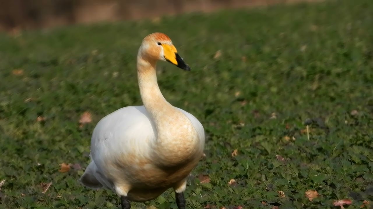 Singschwan – Cygne chanteur – Whooper swan – Ötücü kuğu (Cygnus cygnus)