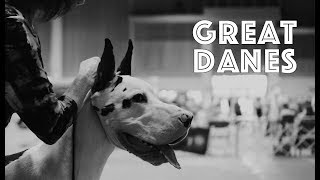 Great Danes at a Dog Show | American Kennel Club | Sunshine State Cluster All-Breed Dog Show by Pet Greatness 8,173 views 6 years ago 2 minutes, 18 seconds