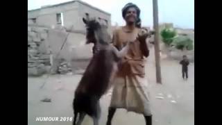 Top fokaha maroc 2016 comedie humour animaux funny جديد فكاهة حيوانات أحسن كوميديا مقالب طرائف ضحك