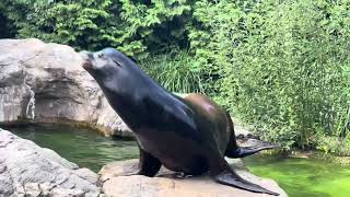 Watch these amazing California sea lions of Queens Zoo NewYork City