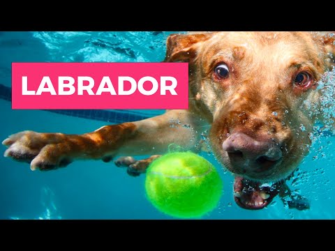 Vídeo: O molho de tomate é prejudicial aos cães?