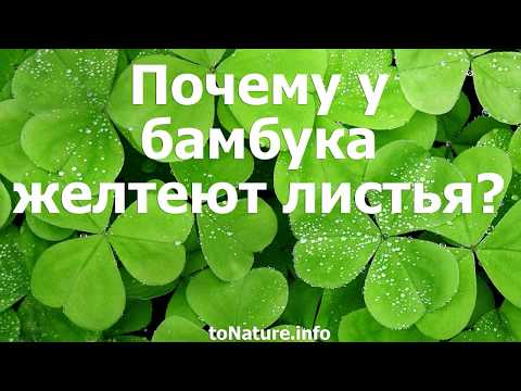 Почему у бамбука желтеют листья?
