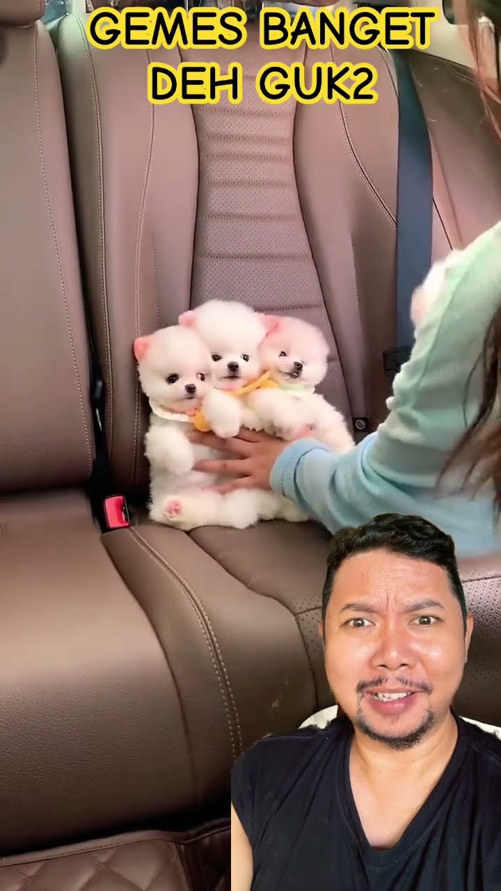 MAU DIBAWA KEMANA KITA!!??? #dog #baby #cute #funny #puppy #shortsfeed