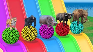 Long Slide Game With Elephant Gorilla Buffalo Hippopotamus Tiger Jaguar - 3d Animal Game