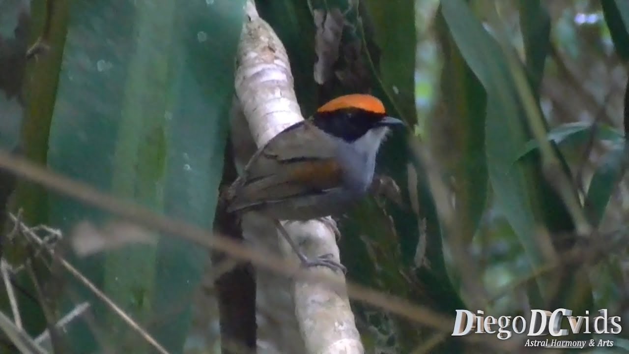 conopophaga-melanops-cuspidor-de-m-scara-preta-conopophagidae-youtube