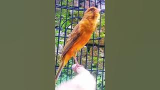 Kenari isian ciblek💯gacor#shorts