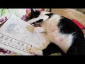 猪妹さんより・埼玉県で大掃除☆とらさんの行動とは～？（概要欄から飛んでください）