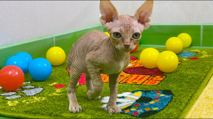 Video 1209281: hairless sphynx kitten plays, sphynx fun